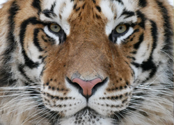 Bengal tiger, tiger encounter, woildswildlifepark, wolds wildlife, medet tiger, tiger encounter, tiger tour