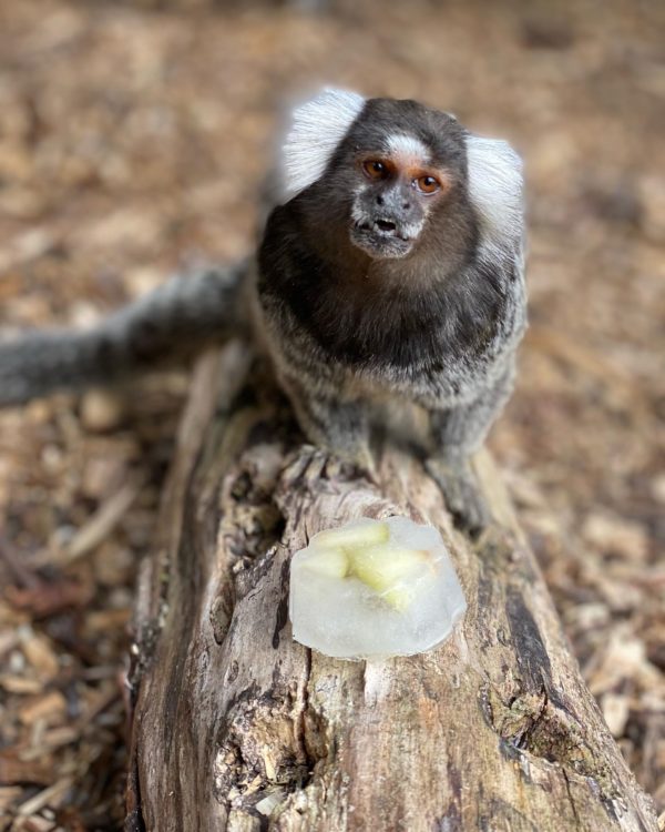 Marmoset, monkey, monkey food, marmoset treat, zoo, days out, days out with kids