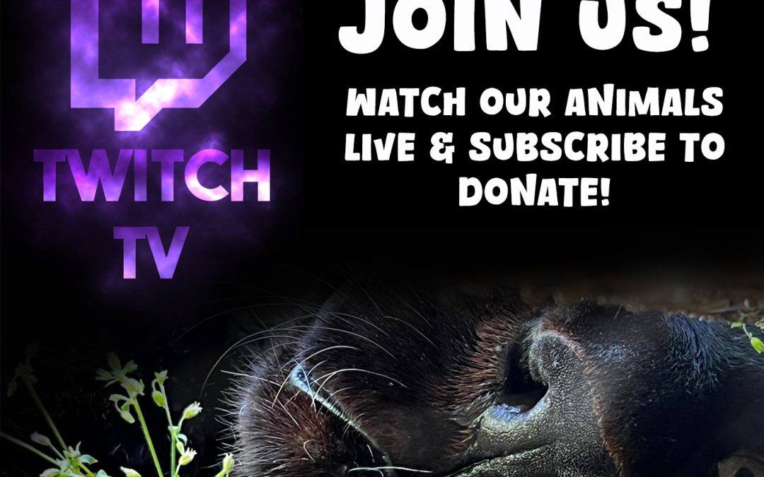 Experience Lincolnshire Wildlife Park Live on Twitch!