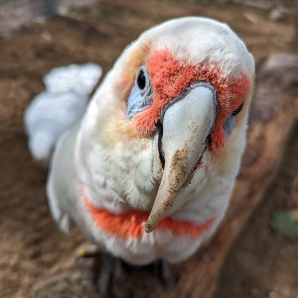 parrot, cockatoo, rare, up close, feathers, feed the birds, birds, wildlife, endangered, corella, parrot zoo, lincolnshire, wildlife park