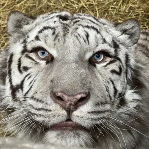 Aleks Adoption Pack