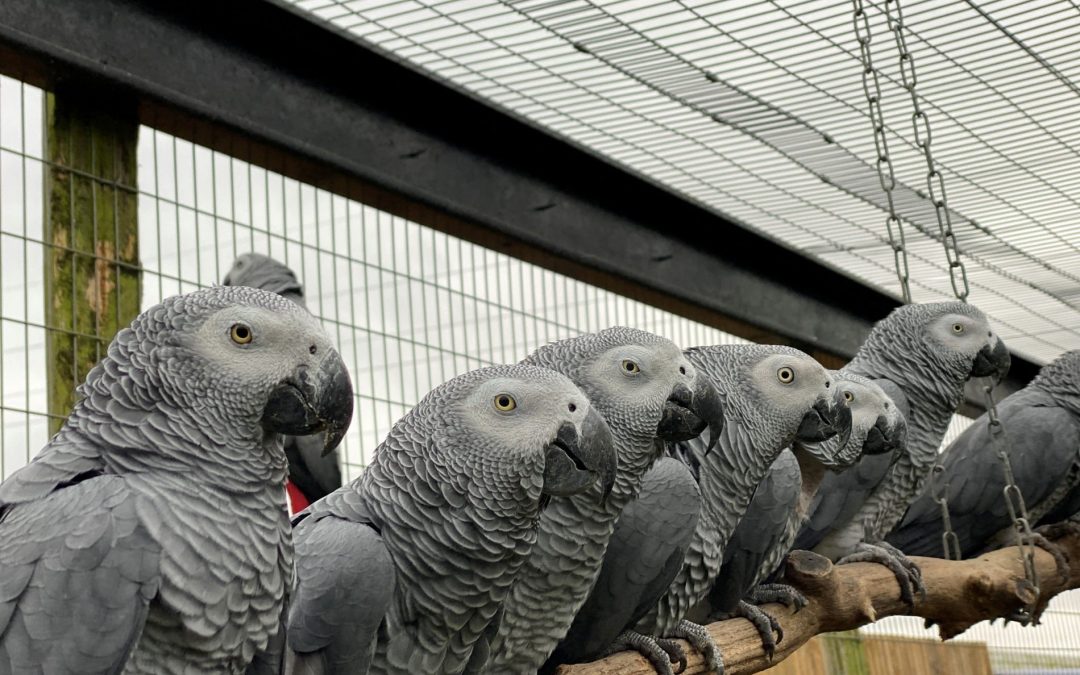 Everything To Know About The Five Famous Swearing Parrots