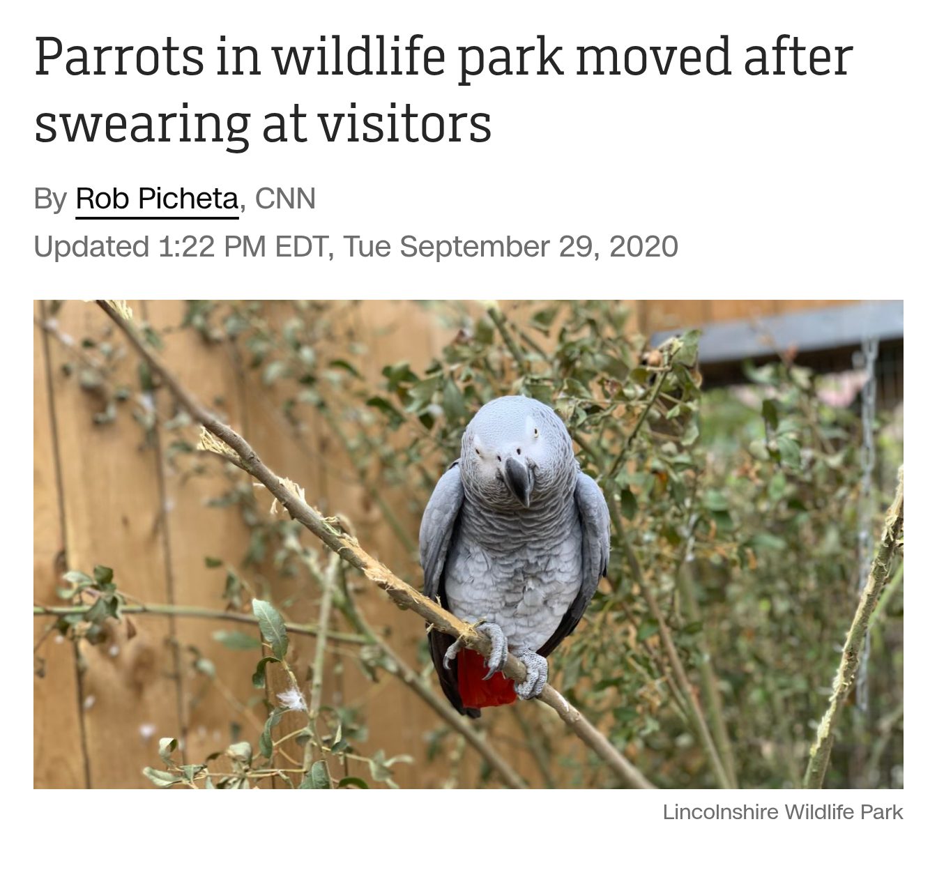 Swearing Parrots, African Grey, Parrot Sanctuary, Lincolnshire, Wildlife Park, Swearing Parrots Separated