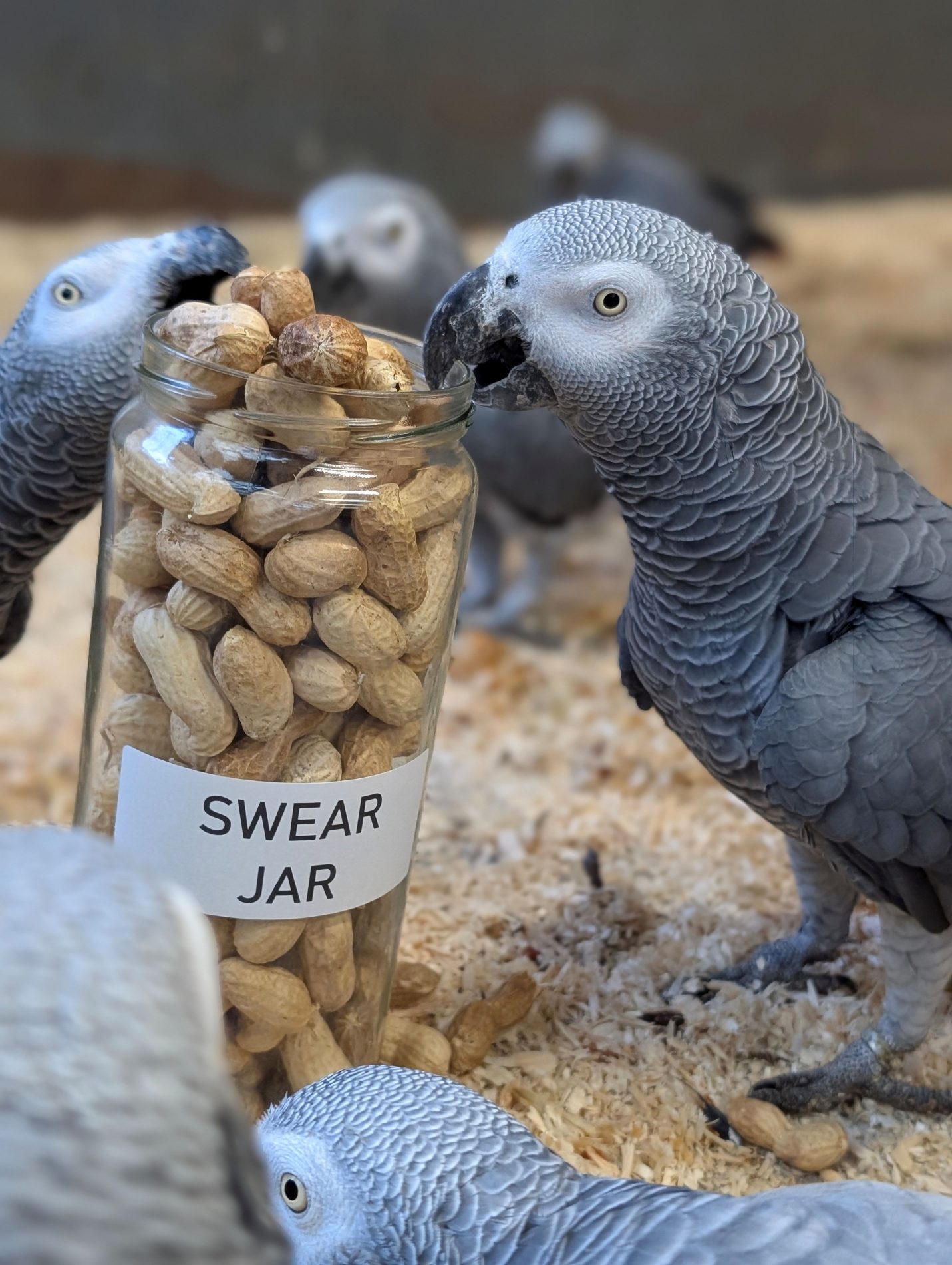 Swearing Parrots, African Grey, Parrot Sanctuary, Lincolnshire, Wildlife Park, Cussing Birds, News