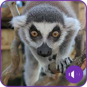 Lincolnshire's premier animal attracctin, ringtailed lemur, lemur experience, lemur encounter, feed lemurs, play park, days out Skegness, day out with the kids, things to do Skegness, seaside attraction, animals, lemurs, big cats, animal encounters