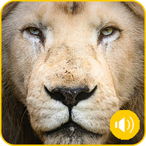 African Lion, white lion, lion, big cat, king, lion king, predator, lion experience, encounter lion, wolds wildlife park, animal sanctuary