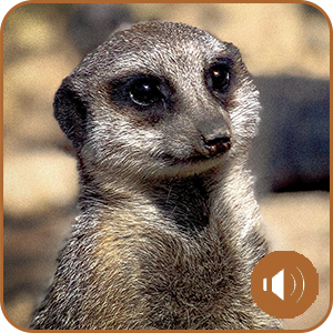 Meerkat Wild Animals Meerkat Experience Feed the Meerkats Wildlife Park Wildlife Park UK Wildlife Park Skegness Wildlife Park Lincolnshire Animal Sanctuary Animal Sanctuary UK Animal Sanctuary Skegness Animal Sanctuary Lincolnshire Where to See Wild Animals Where to See Wild Animals UK Where to See Wild Animals Skegness Where to See Wild Animals Lincolnshire