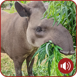 Tapir encounter, Tapir experience, animal encounters, Lincolnshire zoo, days out with kids, gift ideas, Skegness zoo, Boston zoo,