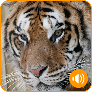 Bengal tiger, tiger encounter, woildswildlifepark, wolds wildlife, medet tiger, tiger encounter, tiger tour, animal sanctuary
