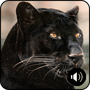 Black leopard, feed meet and greet close up experiences and encounters uk zoo days out with kids gifts