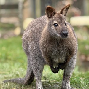 Wallaby Experience