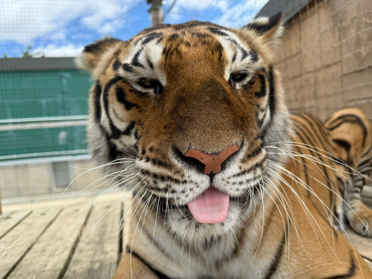 Bengal tiger, meet tigers, tiger experiences, tiger tours, Tigers UK, Lincolnshire zoo, days out with kids, gifts, animal encounters