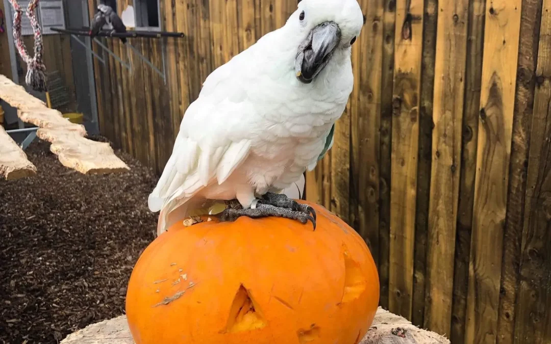 Halloween, October, half term, school holidays, cockatoo, parrots, pumpkin, pumpkin patch, day out, Lincolnshire, Wildlife Park, free kids