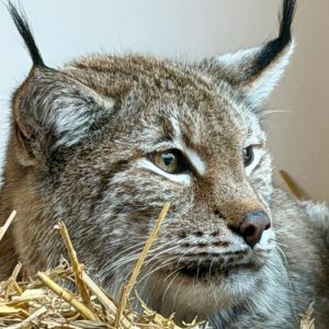 Luther Adoption Pack