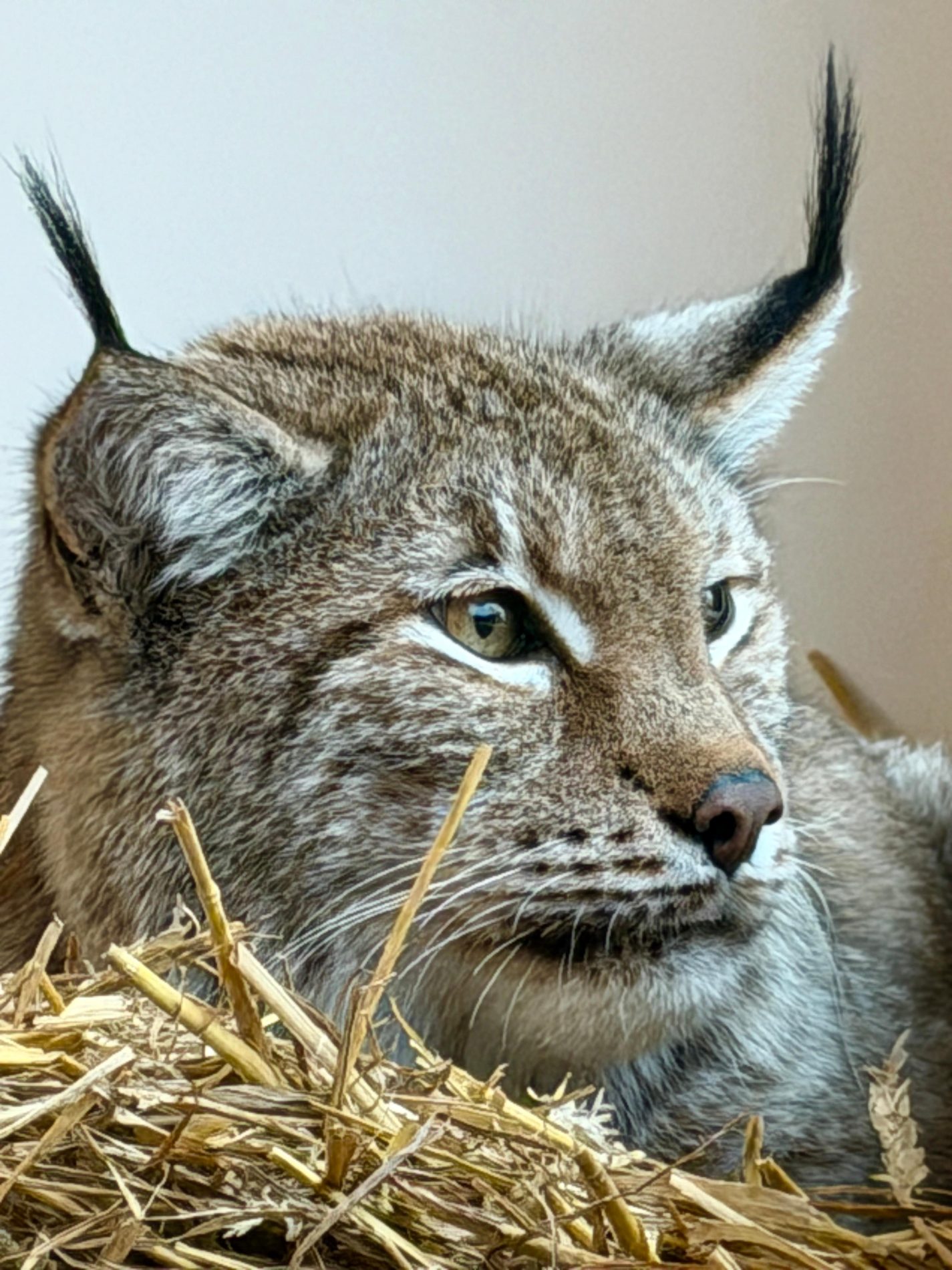 Luther Adoption Pack