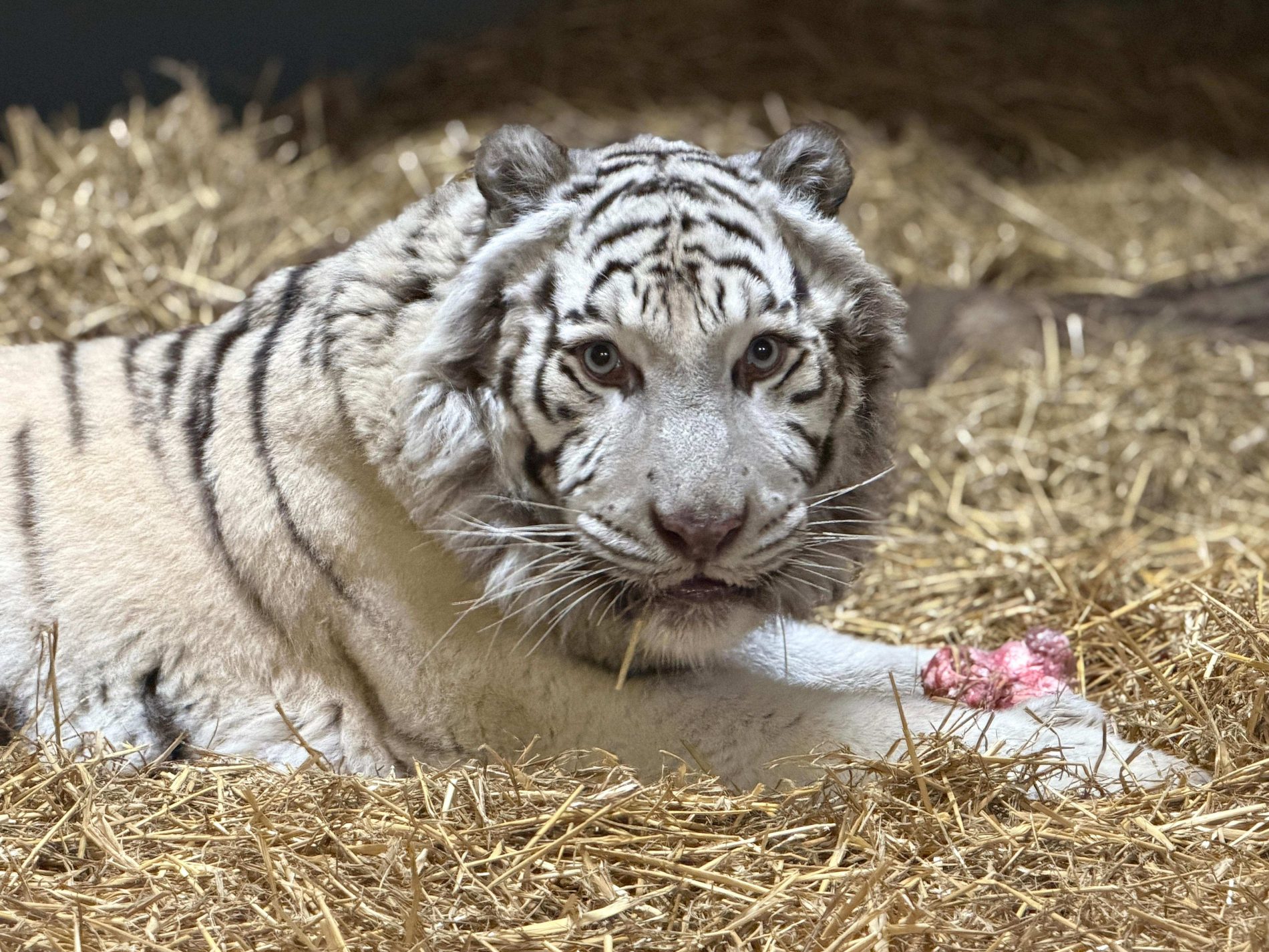Aleks the white tiger, white tiger, Aleks, Alex, big cat , adopt an animal, cat. Lincolnshire wildlife park, animal adoption, gift, gift pack