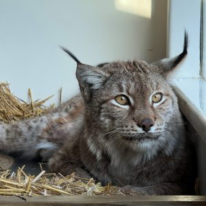 Eurasian Lynx Experience
