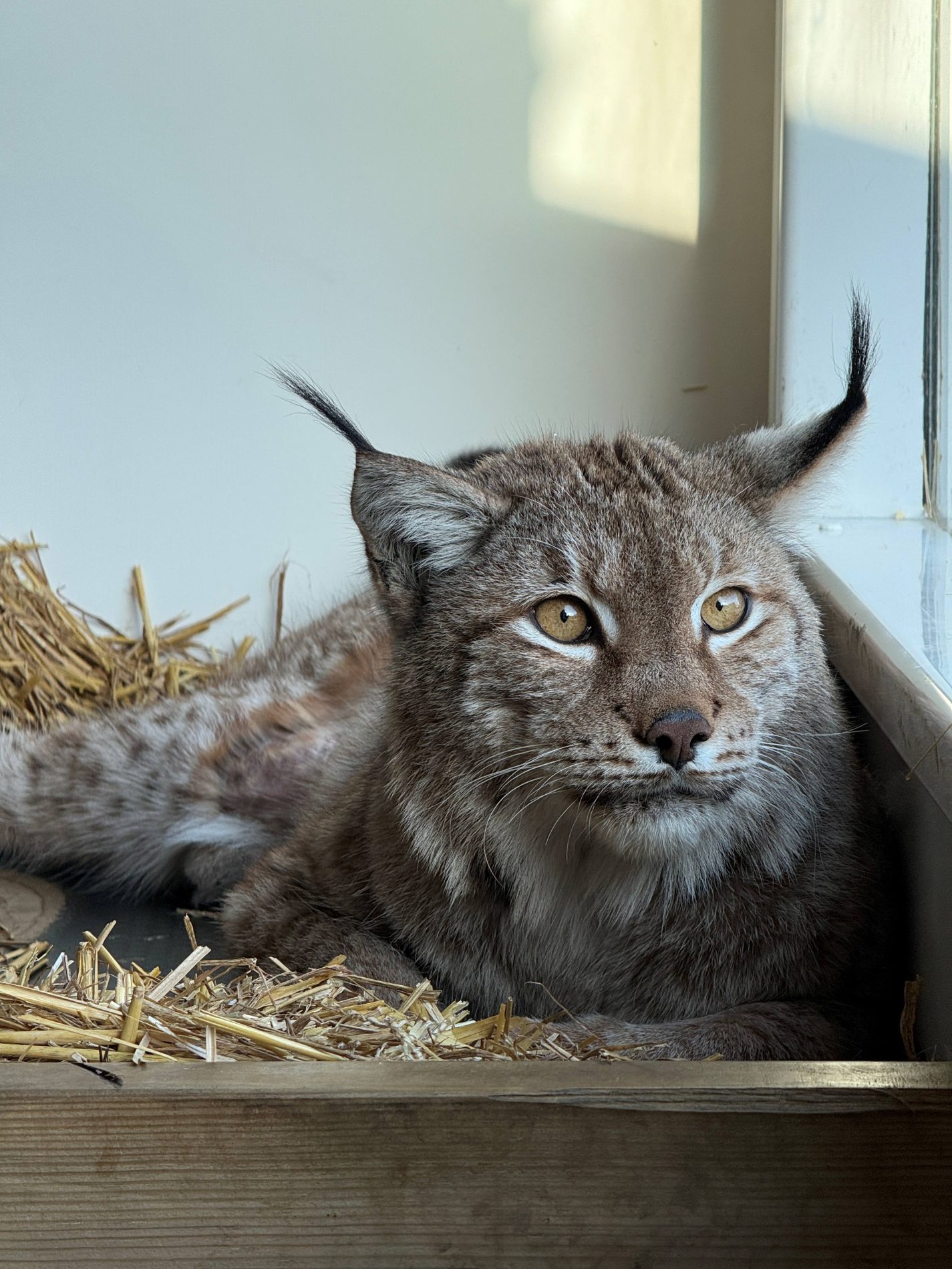 Luther Adoption Pack - Image 2
