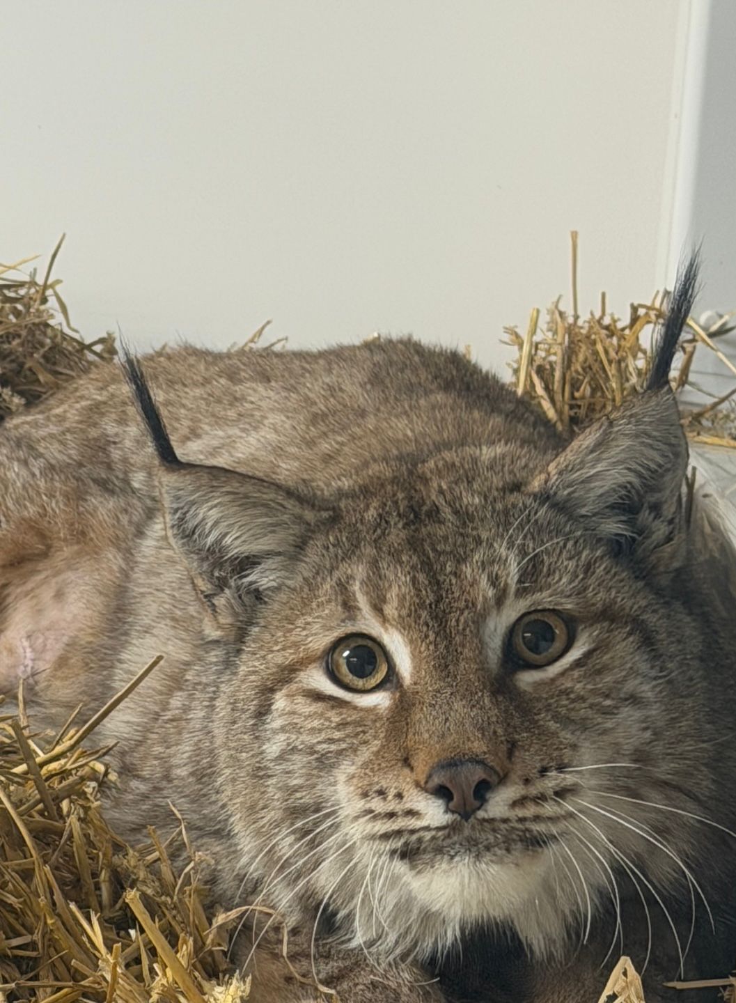 Luther Adoption Pack - Image 3