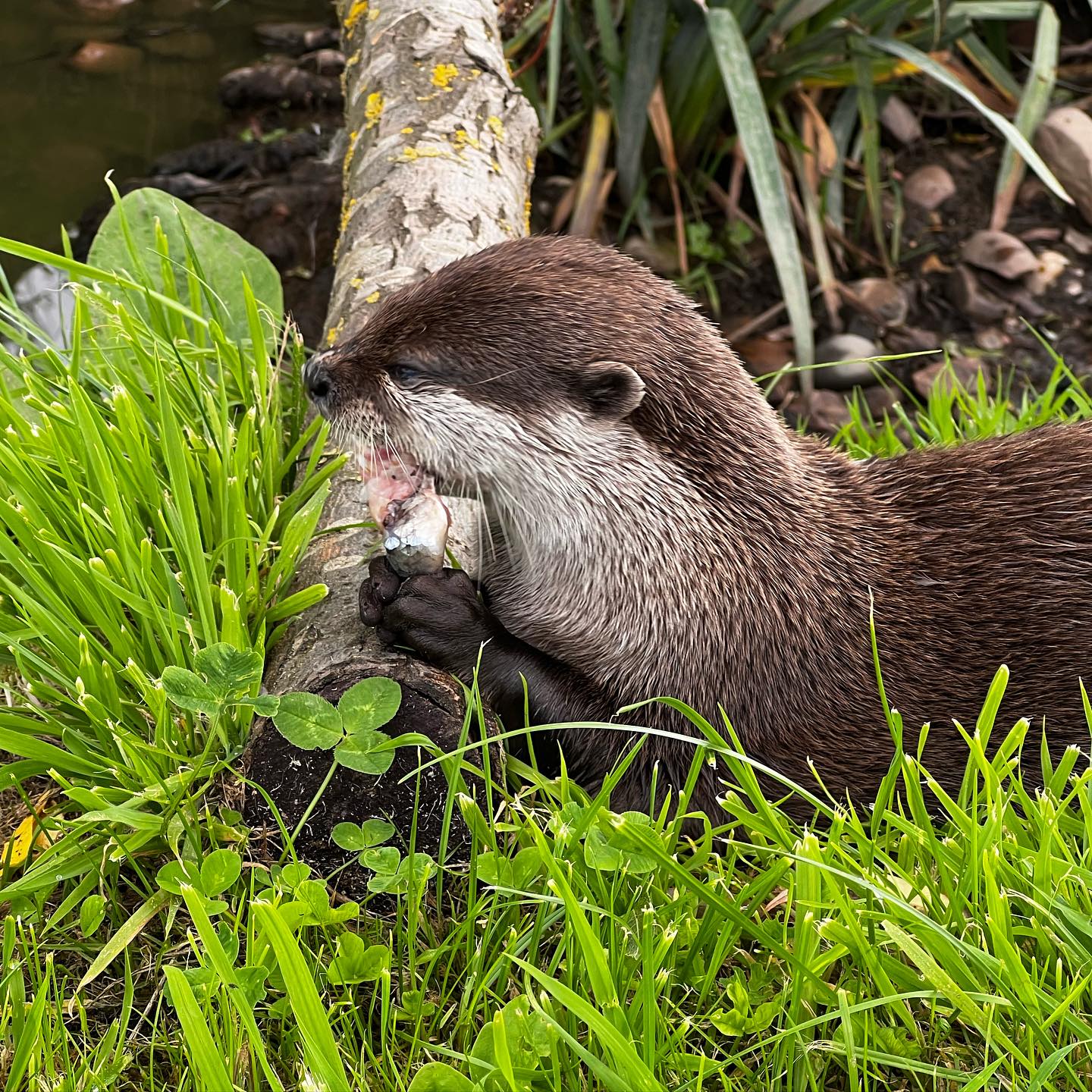 Otter Experience - Image 5
