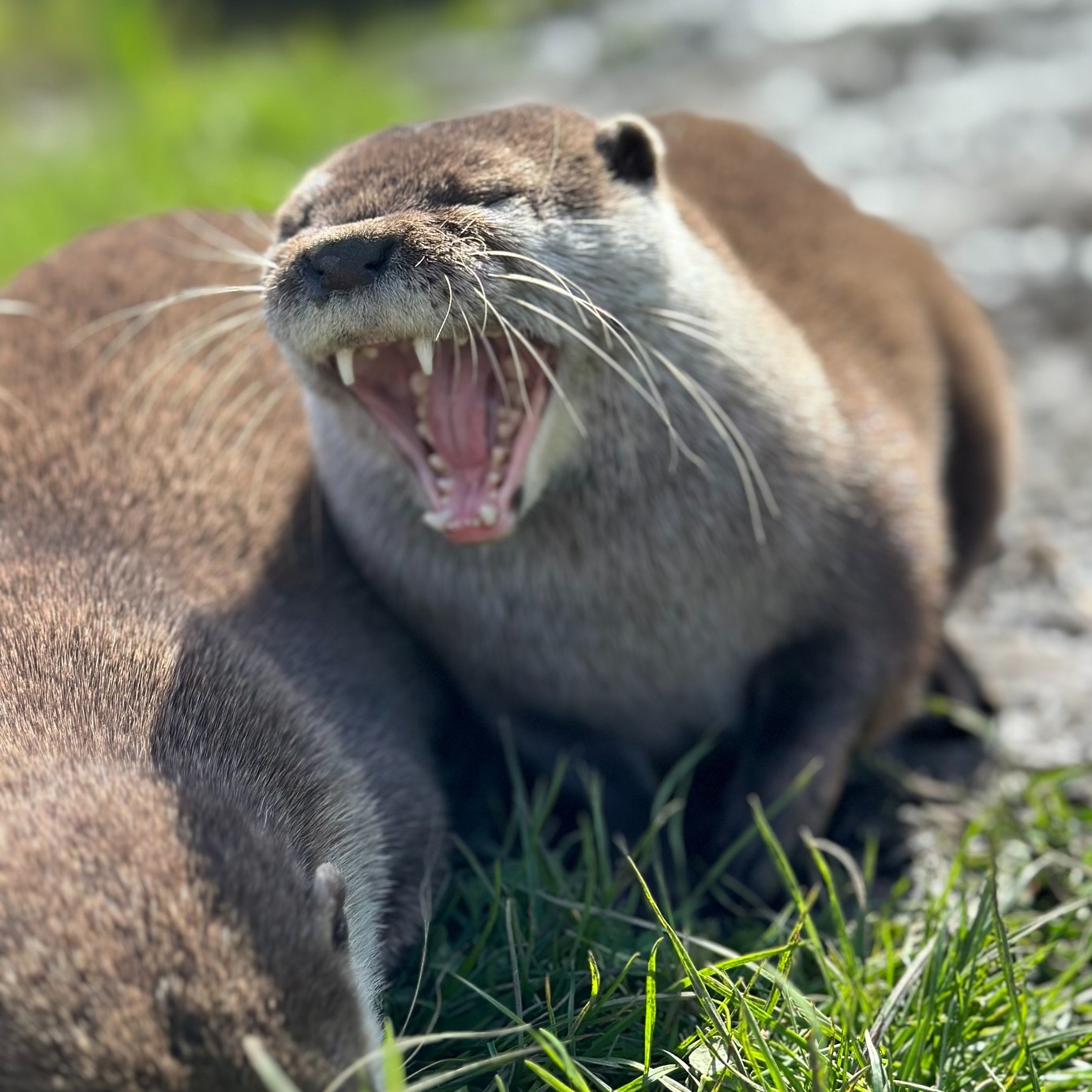 Otter Experience - Image 2
