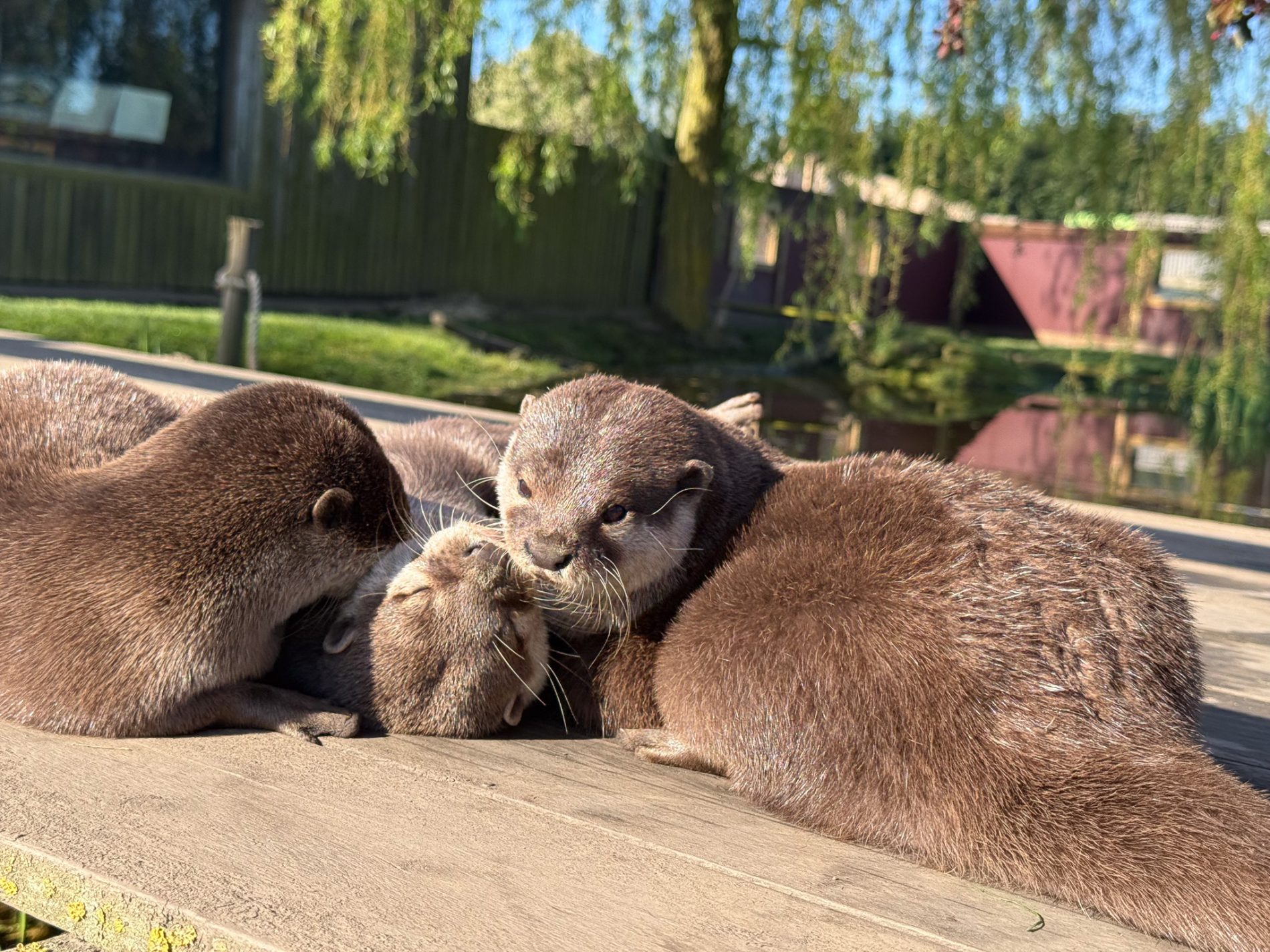 Otter Experience - Image 3