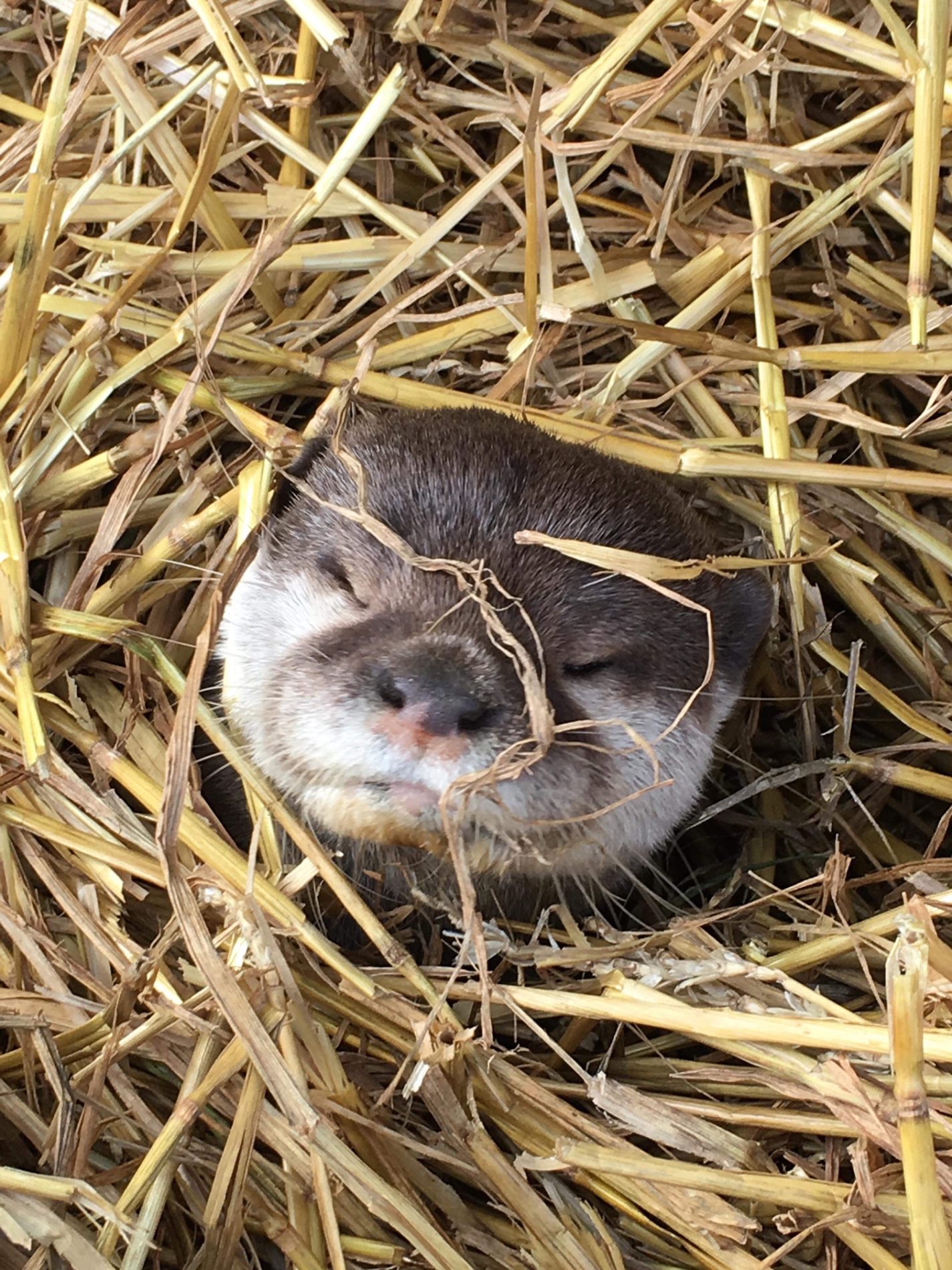Otter Experience - Image 4
